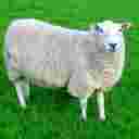 Breeding of sheep and rams of Rezakhani, Sfarorin, Qazvin