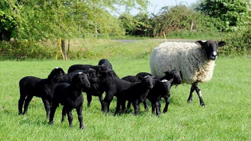 Buying Romanov sheep