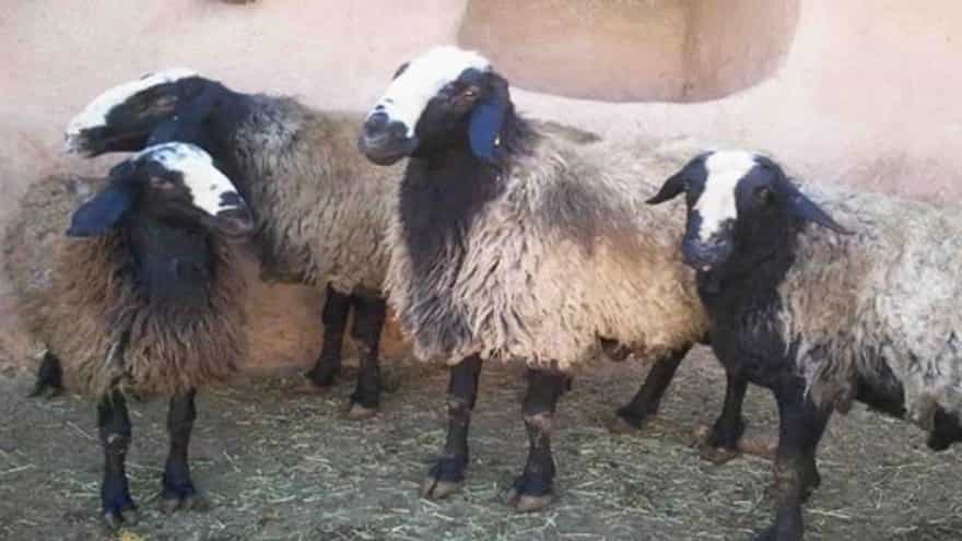 گوسفندان شال