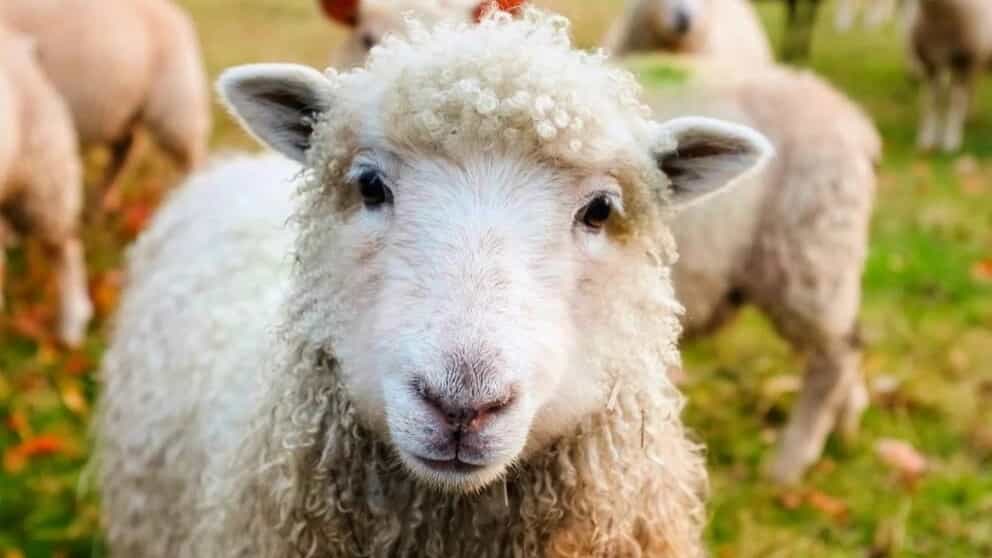 مشخصات دام سالم و ویژگی‌های ظاهری آن