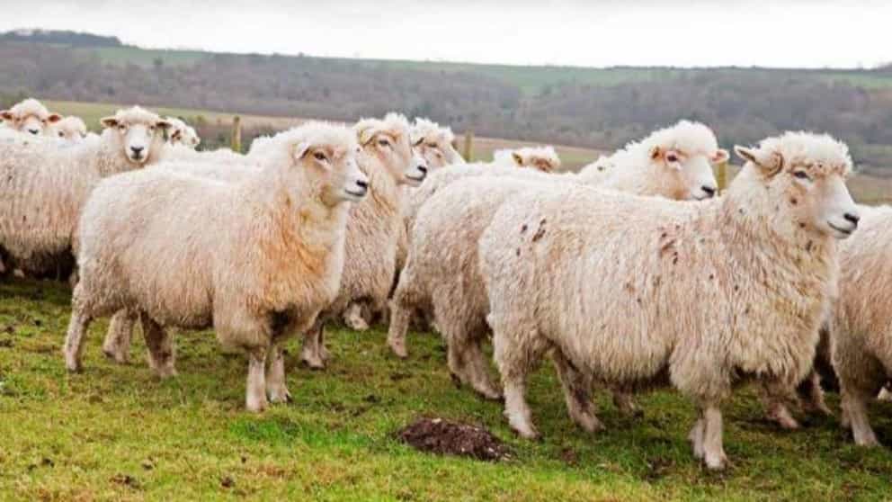 موارد مهم برای پناهگاه گوسفندان و بزها در زمستان