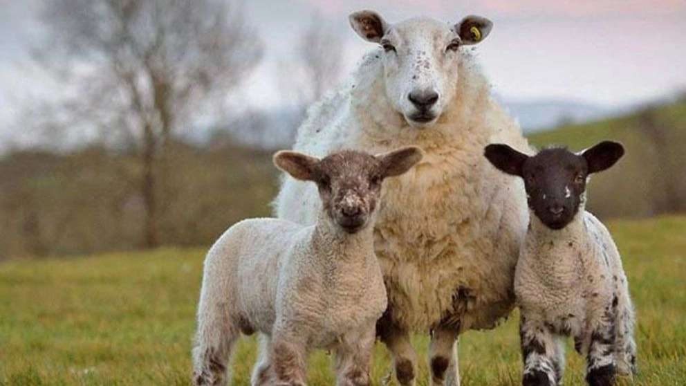 دامپروری رضاخانی