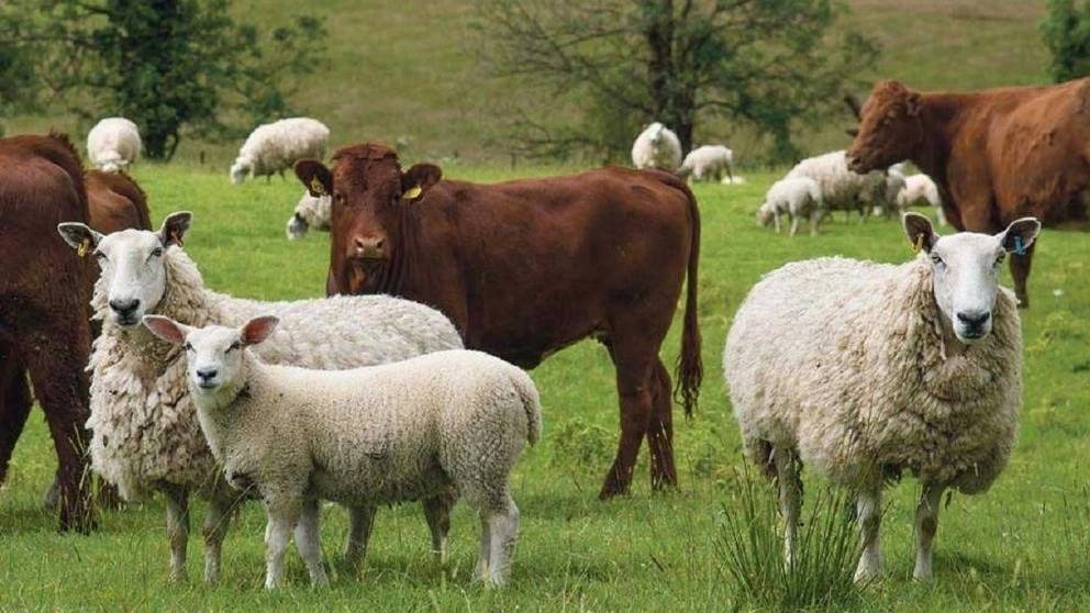 دامپروری رضاخانی