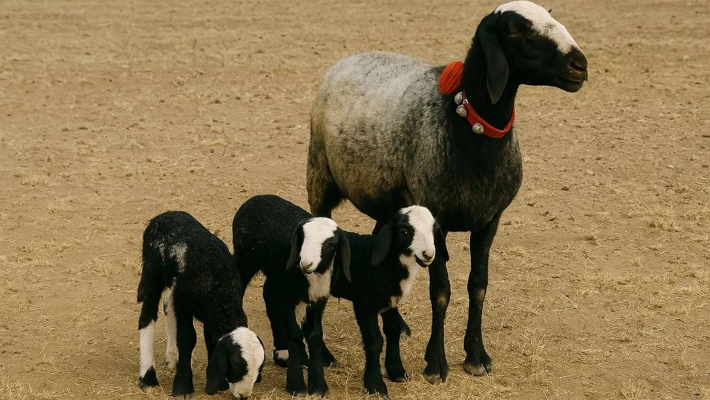 گوسفند اصیل شال