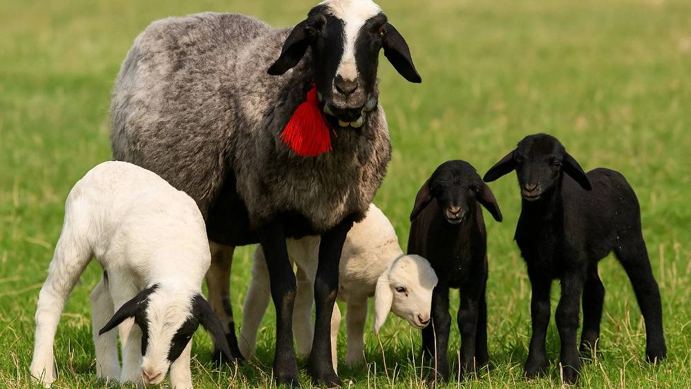 گوسفند اصیل شال